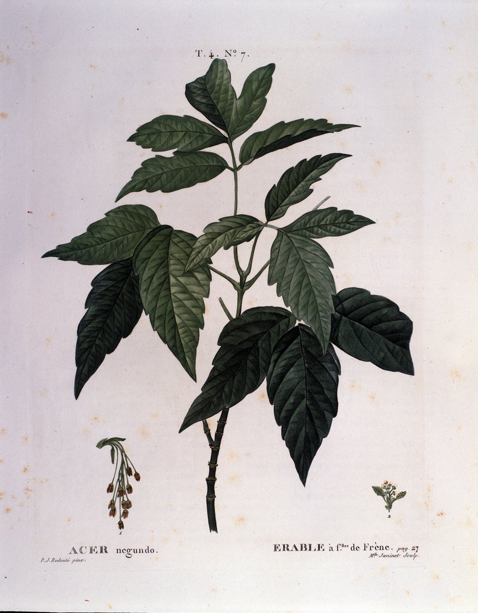 Botánica: Rama de arce. Lámina tomada de "Nouveau Duhamel du Monceau o Tratado de Árboles y Arbustos Cultivados en Francia". Acuarela de Pierre Joseph Redoute (1759-1840) 1819 de Pierre Joseph (after) Redoute