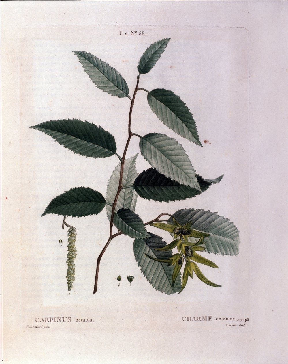 Botánica: rama de carpe. Lámina tomada de “Nouveau Duhamel du Monceau o Tratado de Árboles y Arbustos Cultivados en Francia” Acuarela de Pierre Joseph Redoute (1759-1840) 1819 de Pierre Joseph (after) Redoute