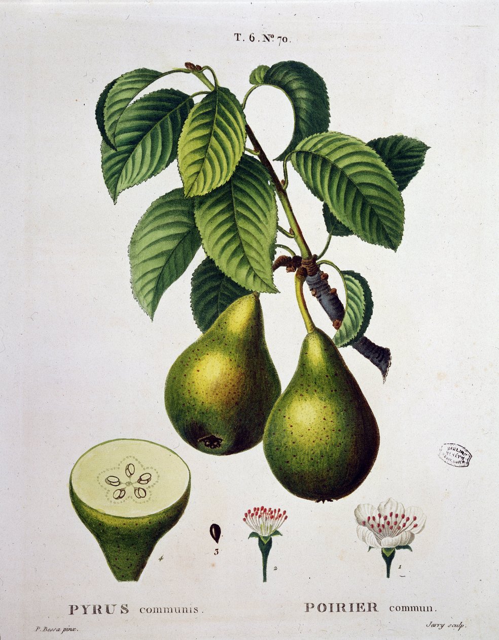 Poirier - en “Nuevo Duhamel du Monceau o tratado de los árboles y arbustos que la cultura en Francia”, figuras según los dibujos de P.J. Redoute y P. Bessa, París de Pierre Joseph (after) Redoute