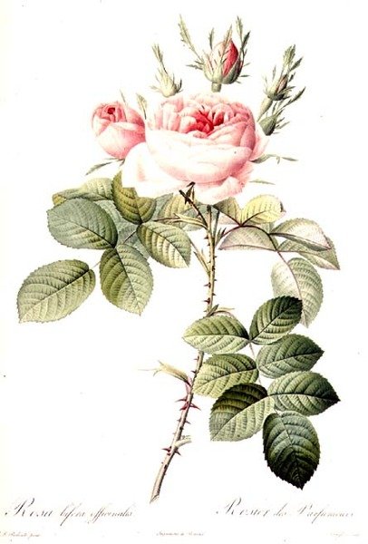 Rosa Bifera Officinalis, grabado por Langlois, publicado por Remond (grabado coloreado) de Pierre Joseph (after) Redoute