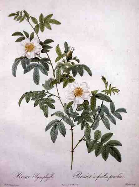 Rosa clynophylla, grabado por Chapuy, de 