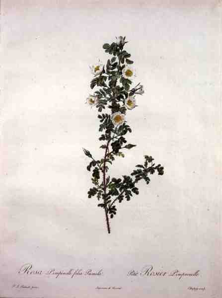 Rosa pimpinelli folia pumila (rosa escocesa enana), grabado por Chapuy, de 
