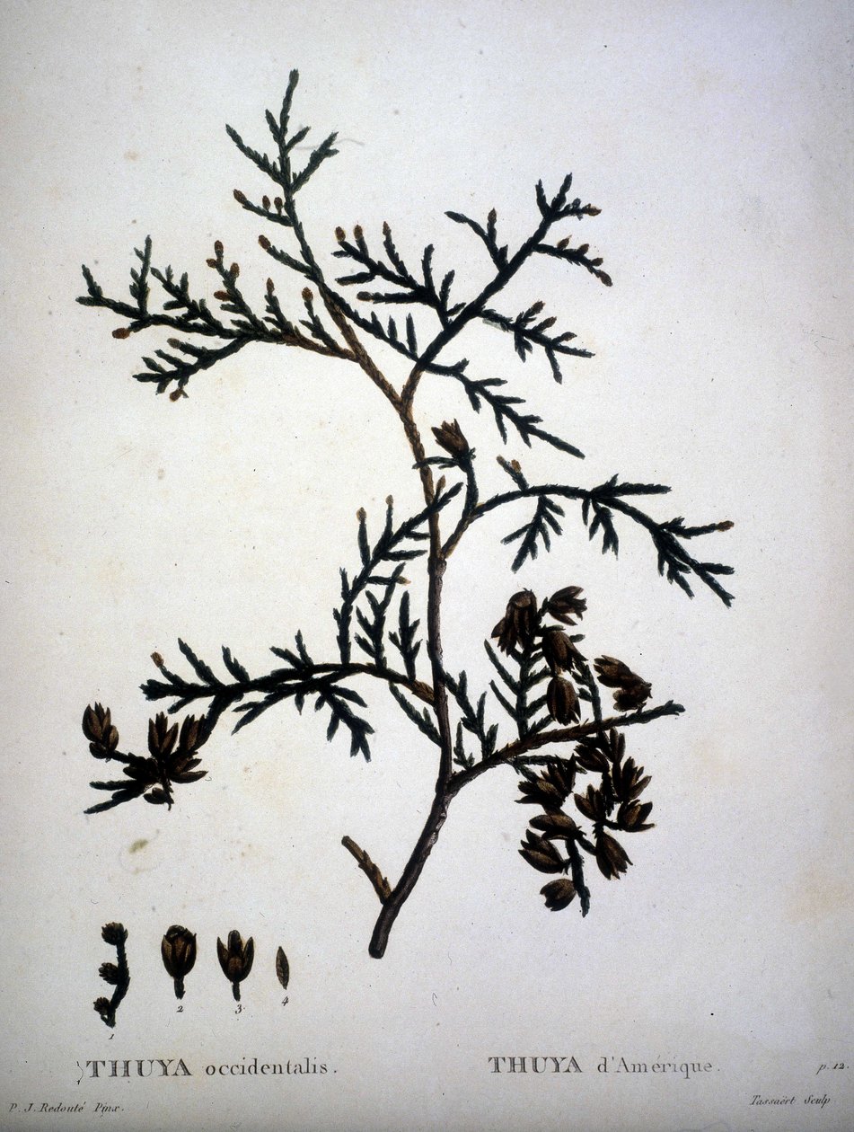 Thuya occidentalis o Thuya de América - en 