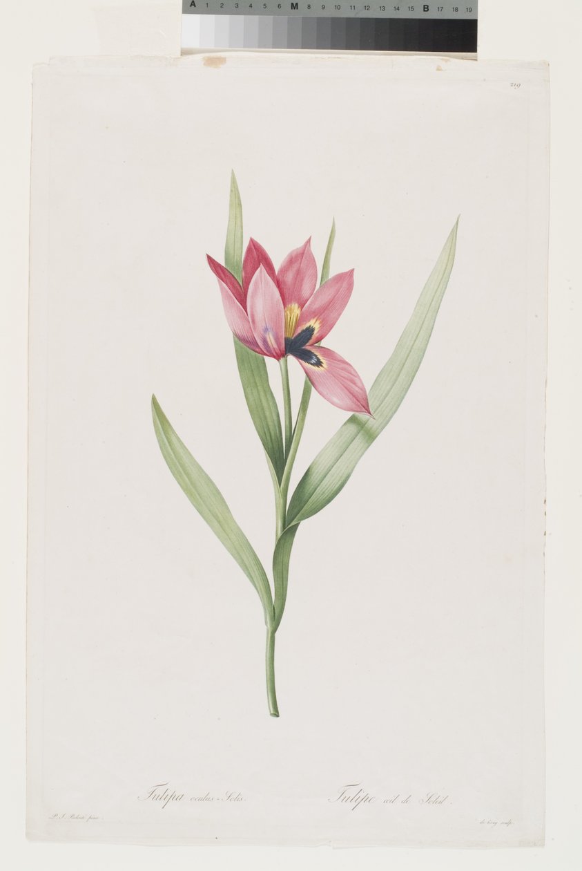Tulipán Oeil De Soleil de Pierre Joseph (after) Redoute