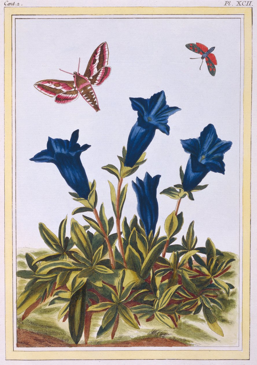 Flor de trompeta genciana azul, pub. 1776 de Pierre Joseph Buchoz