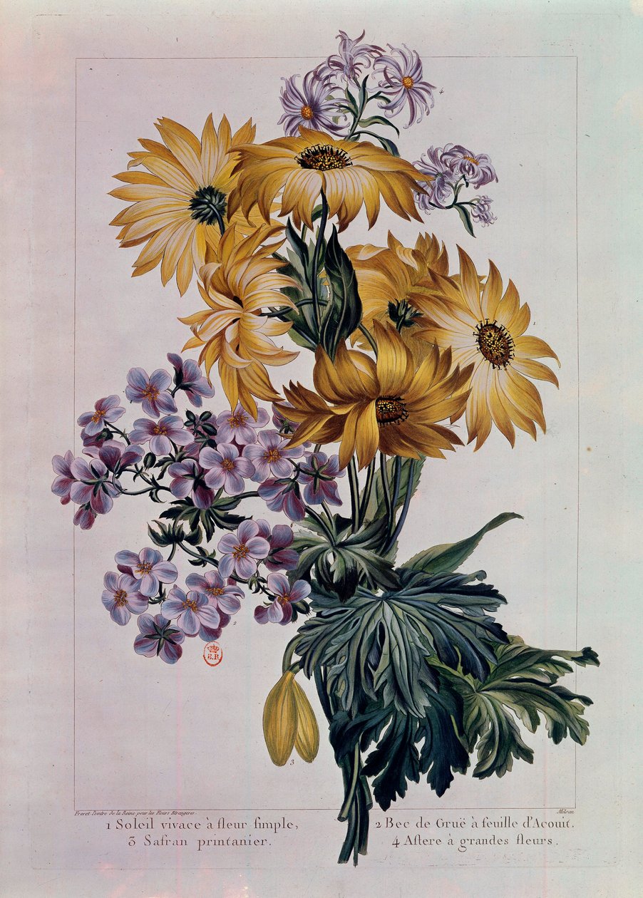 Ramo de soles y otras flores. Girasol perenne con una sola flor, pico de grulla con hoja de acónito y áster con flores grandes. Litografía por Pierre Joseph (1731-1807) siglo XVIII París, B.N. de Pierre Joseph Buchoz