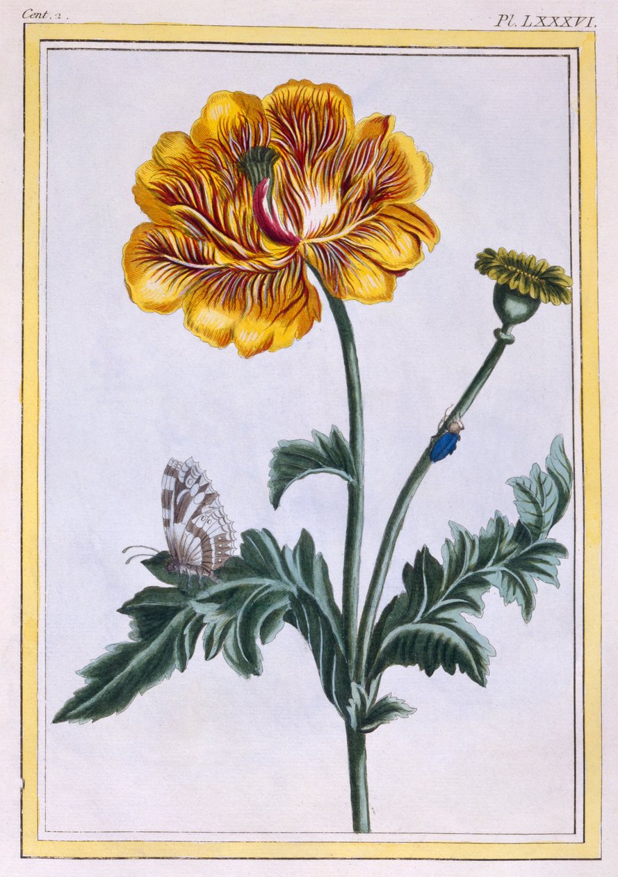 Ranúnculo rastrero doble, pub. 1776 de Pierre Joseph Buchoz