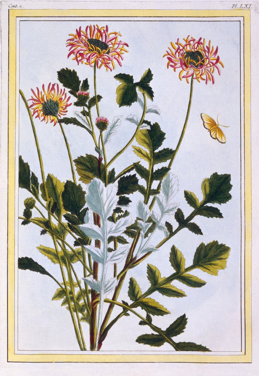 Margarita africana etíope, pub. 1776 de Pierre Joseph Buchoz