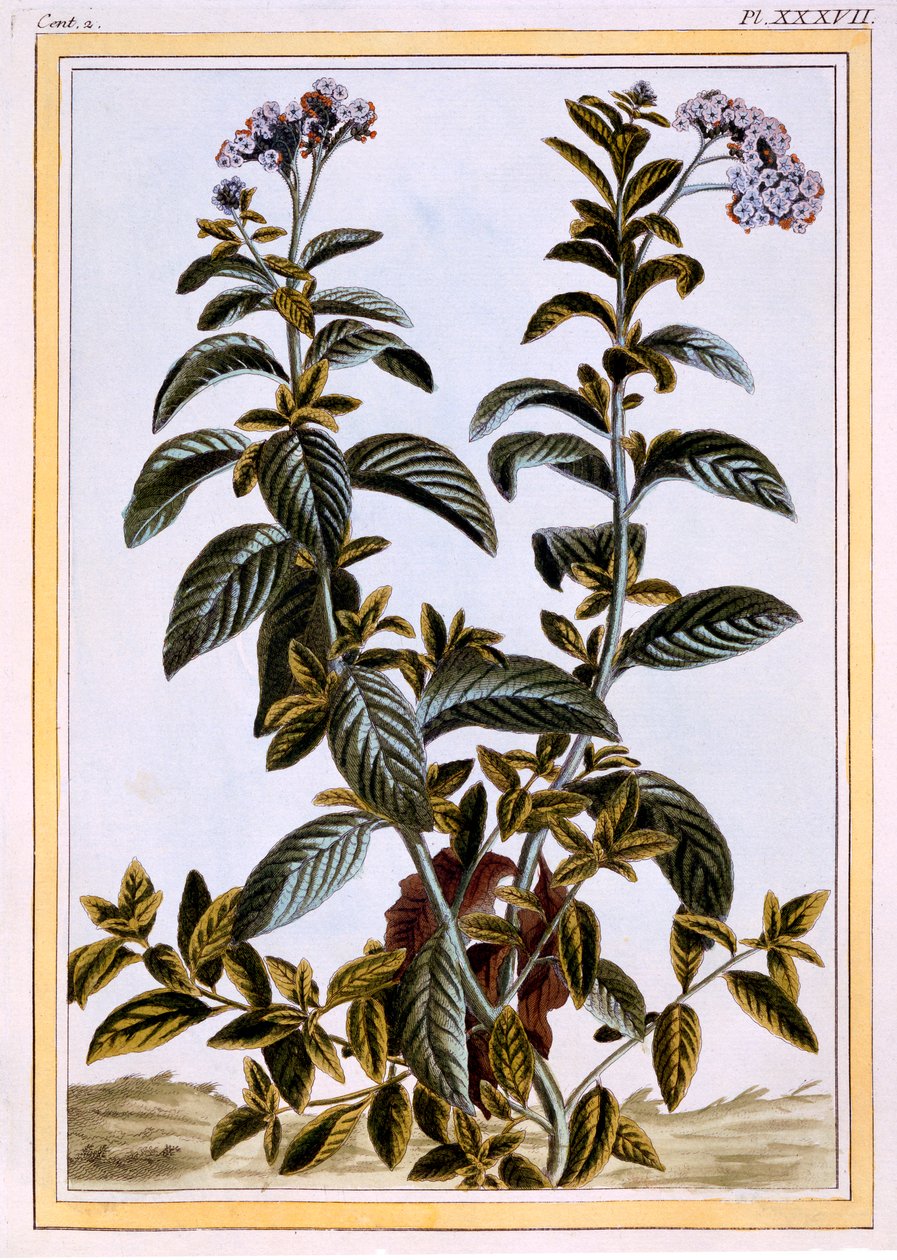 Heliotropo o pastel de cereza, pub. 1776 de Pierre Joseph Buchoz