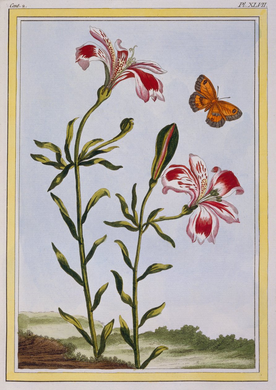 La flor manchada de los Incas (Lirio peruano), c.1766 de Pierre Joseph Buchoz