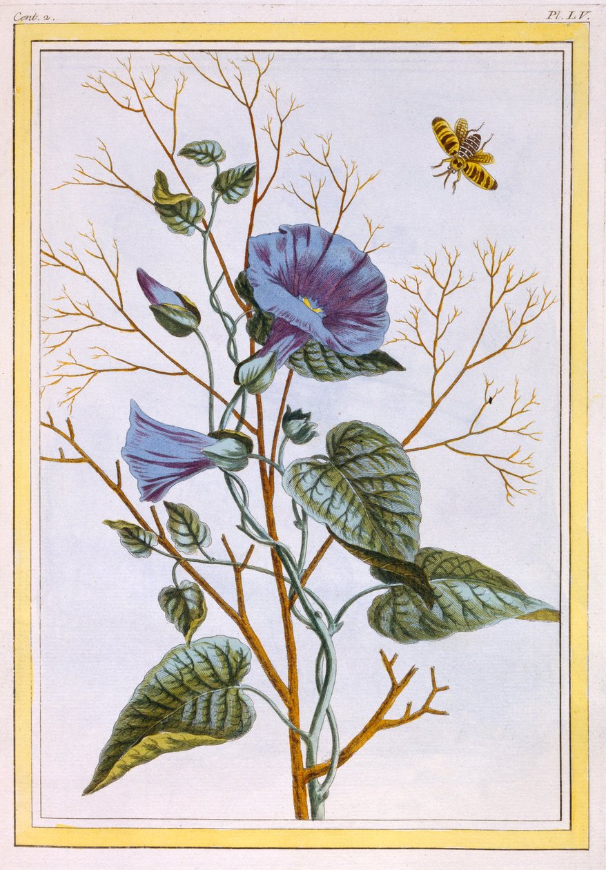 Le Grand Liseron Violet Convovlus, pub. 1776 de Pierre Joseph Buchoz