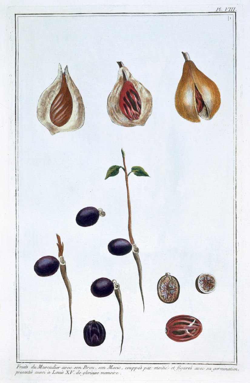 Nuez moscada, c1751-1807 de Pierre Joseph Buchoz