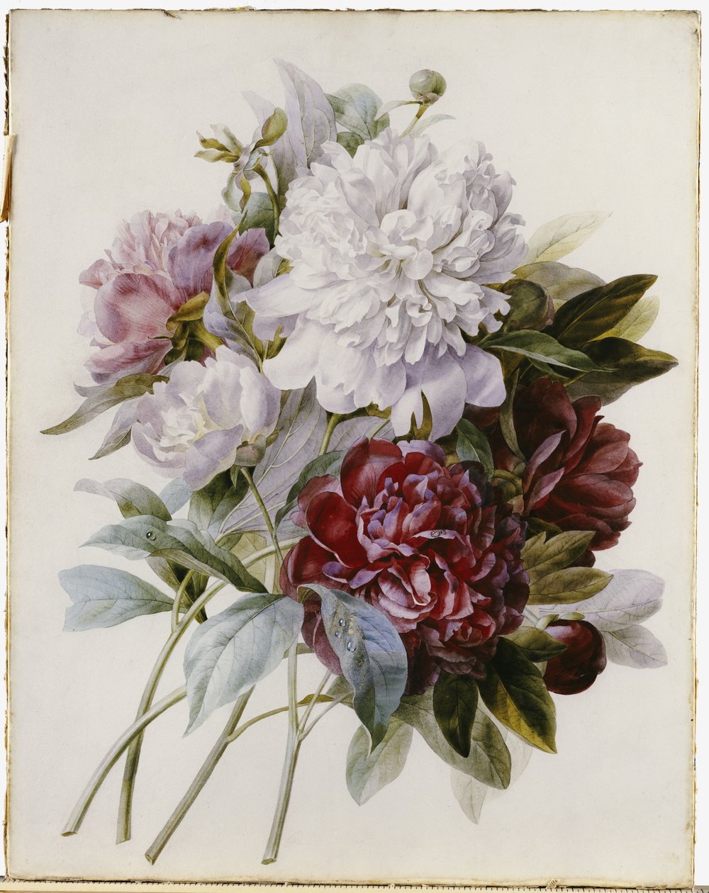 Un ramo de peonías rojas, rosas y blancas de Pierre Joseph Redouté