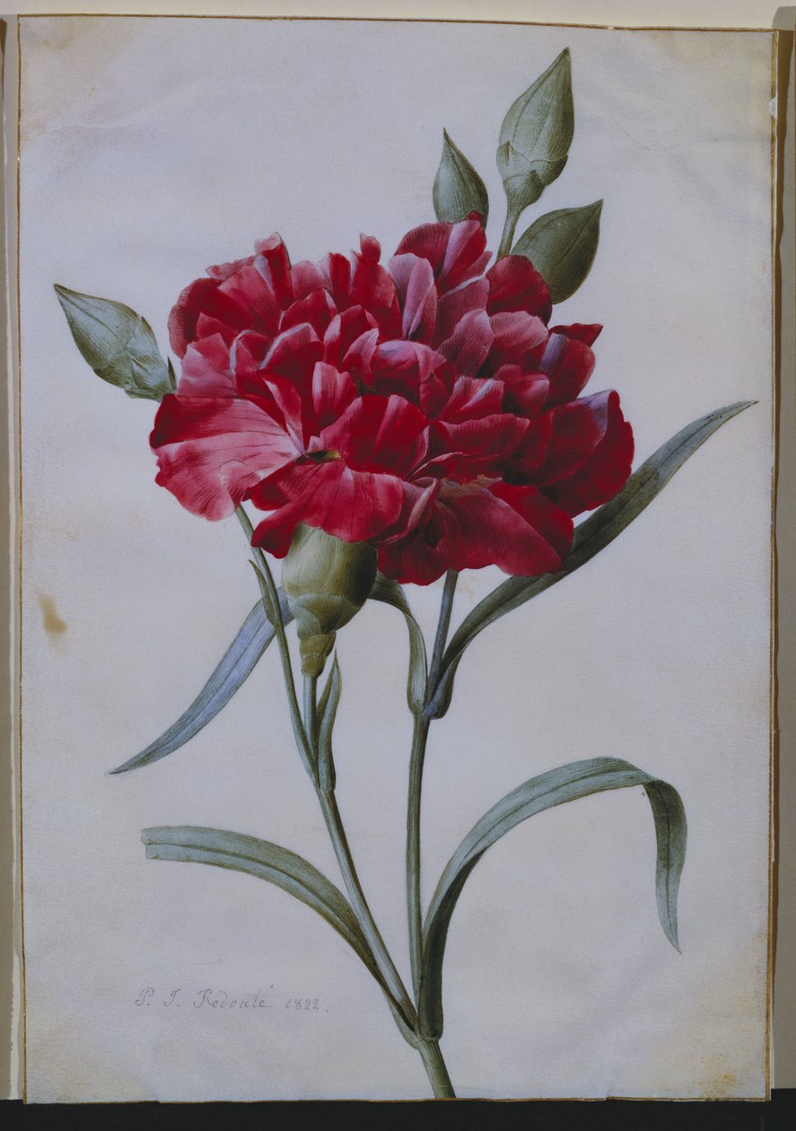 Un clavel rojo oscuro, 1822 de Pierre Joseph Redouté