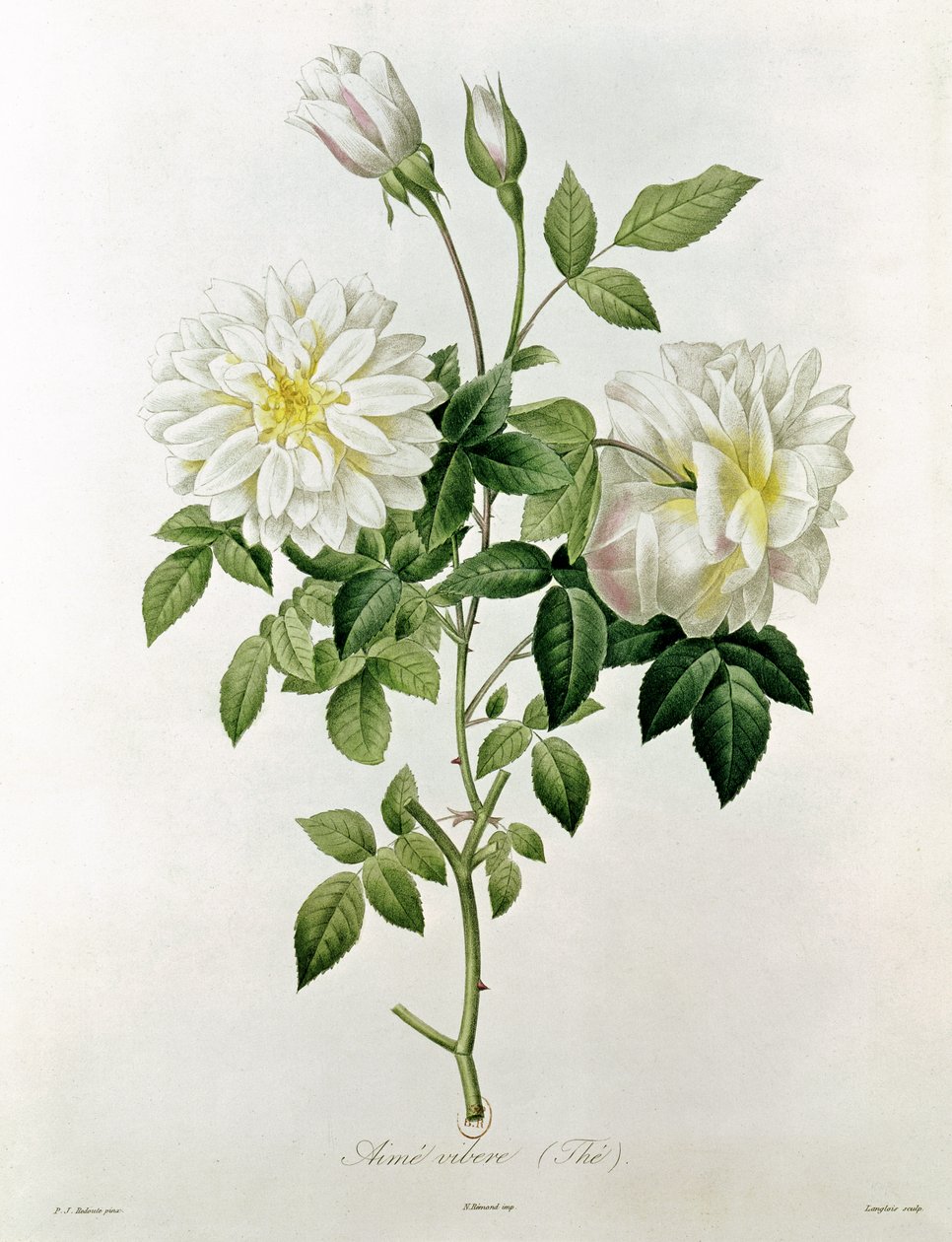 Aime Vibere (Té) grabado por Eustache Hyacinthe Langlois (1777-1837) de Pierre Joseph Redouté