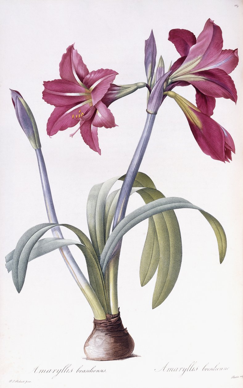 Amaryllis Brasiliensis de Pierre Joseph Redouté