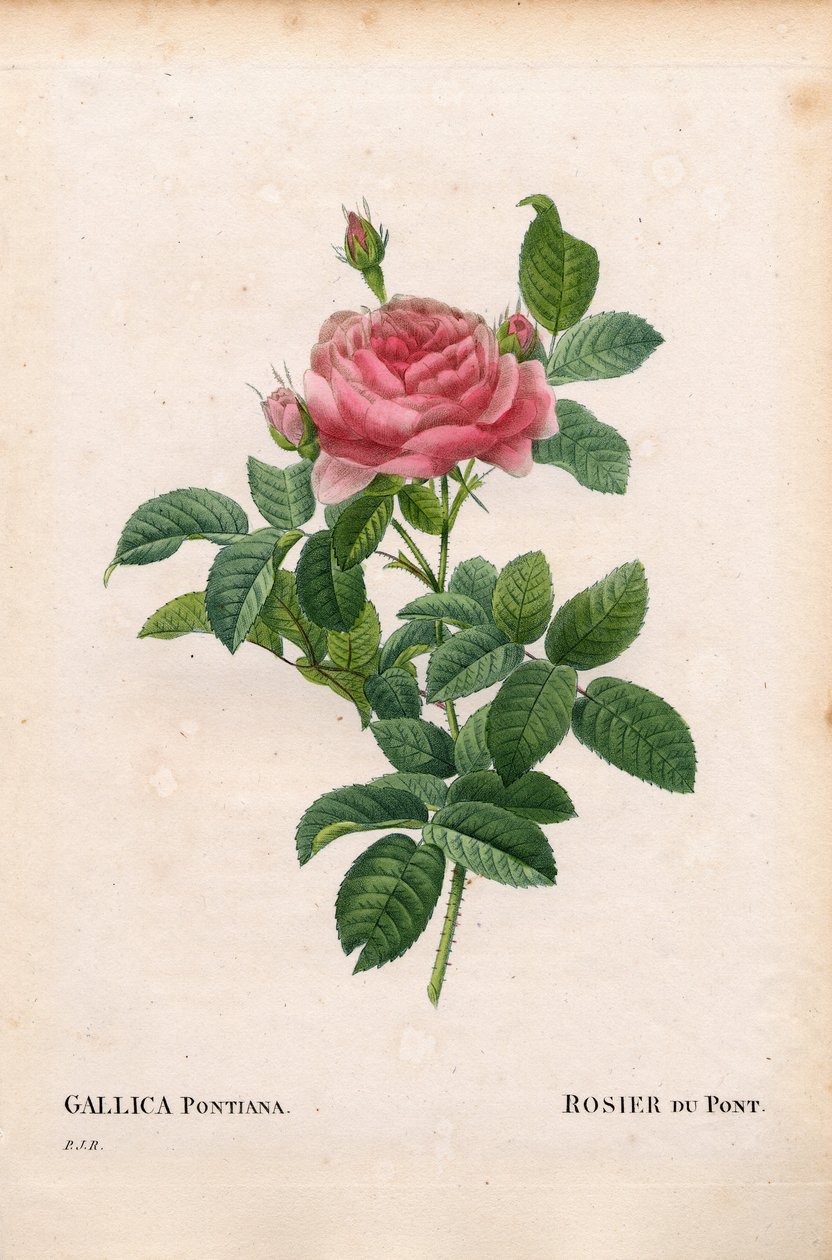 Rosa gallica variedad Andre Du Pont. Grabado de Pierre Joseph Redouté en 