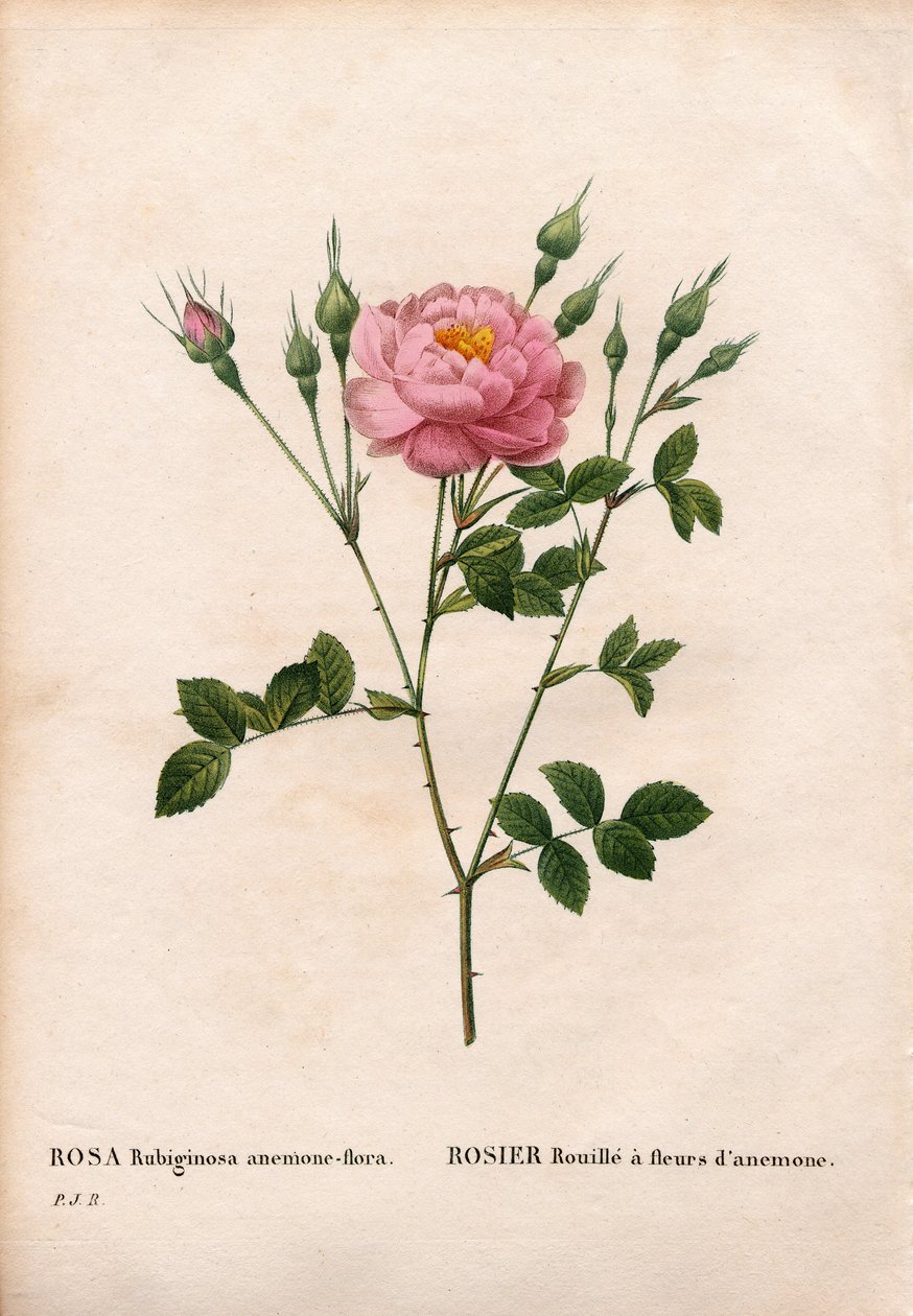 Rosa eglantina con flores de anémona, variedad Rosa rubiginosa, Rosa rust con flores de anémona. Grabado a buril coloreado a mano de Pierre Joseph Redoute