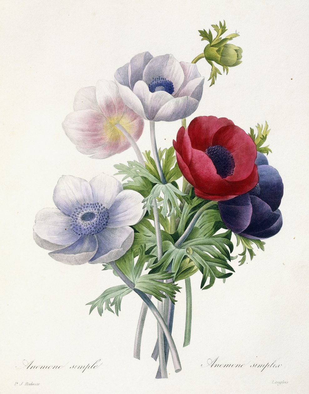 Anémona Simple, de "Choix des Plus Belles Fleurs et des Plus Beaux Fruits" por Pierre Joseph Redoute de Pierre Joseph Redouté
