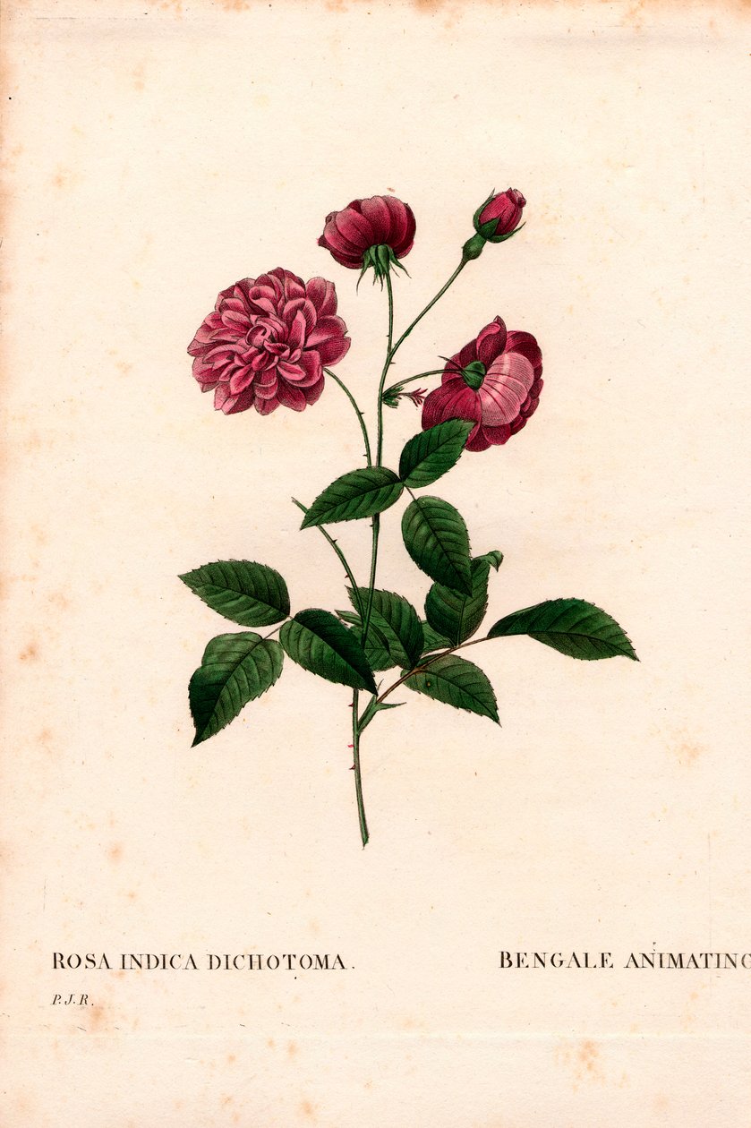 Rosa de China animada, híbrido de Rosa chinensis, La Bengala animada. Grabado en cobre a mano coloreado de 