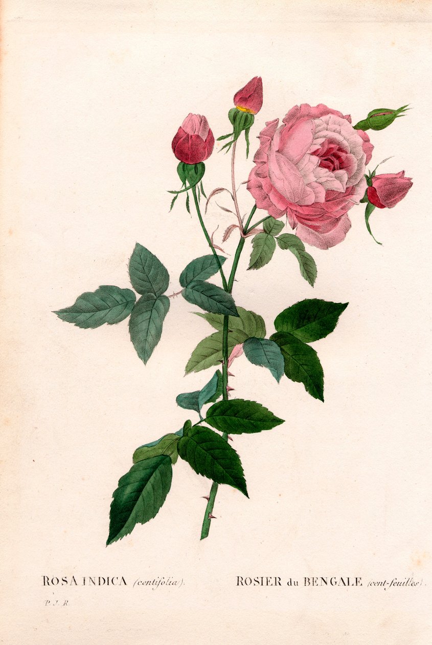 Rosa de Bengala de cien hojas, Rosa chinensis variedad, Rosa de Bengala (cien hojas). Grabado en cobre a mano coloreado de Pierre Joseph Redouté “Les Roses,” París de Pierre Joseph Redouté