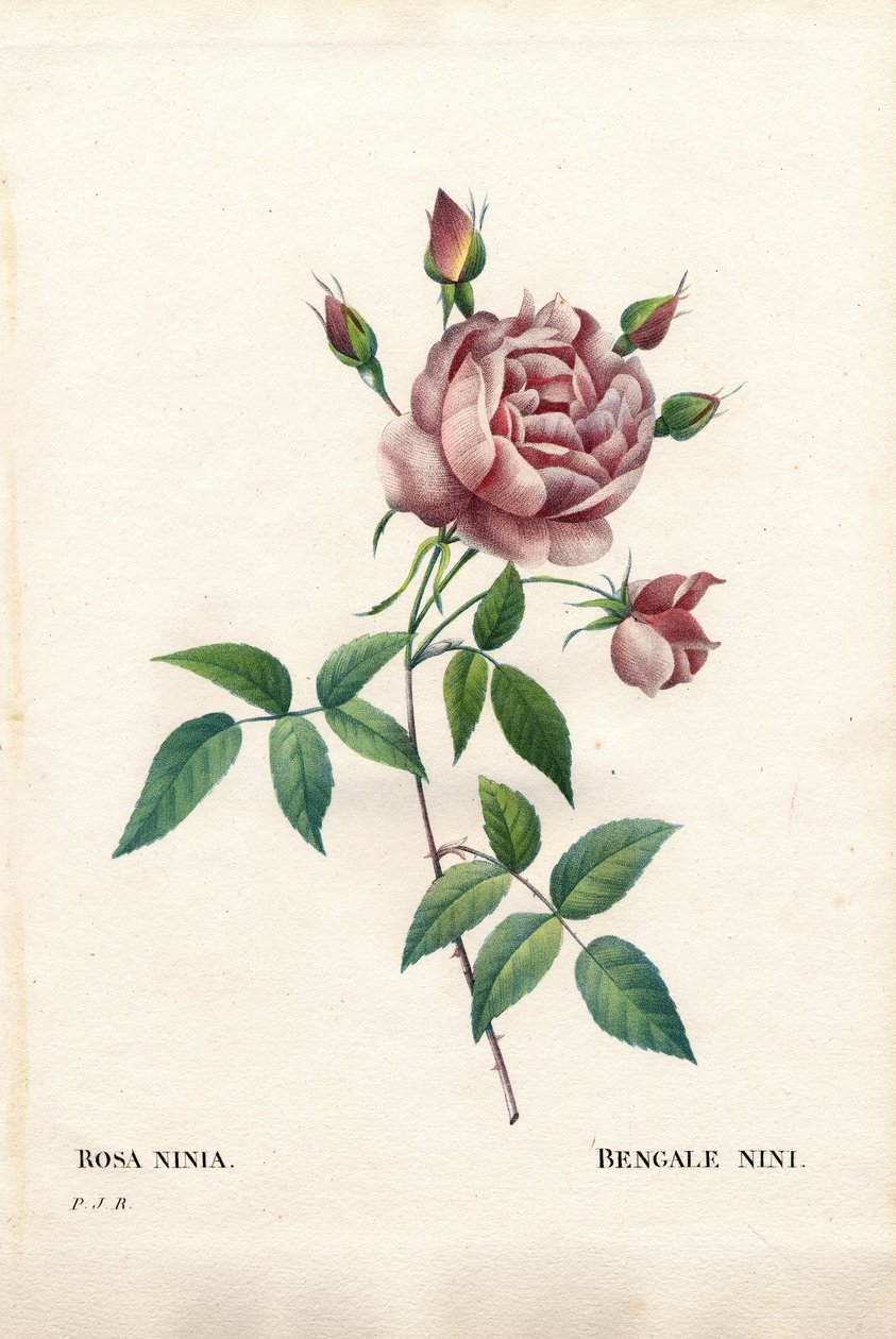 Rosa nini de Bengala, Rosa indica ninia. Grabado en cobre a mano de puntos de Pierre Joseph Redoute