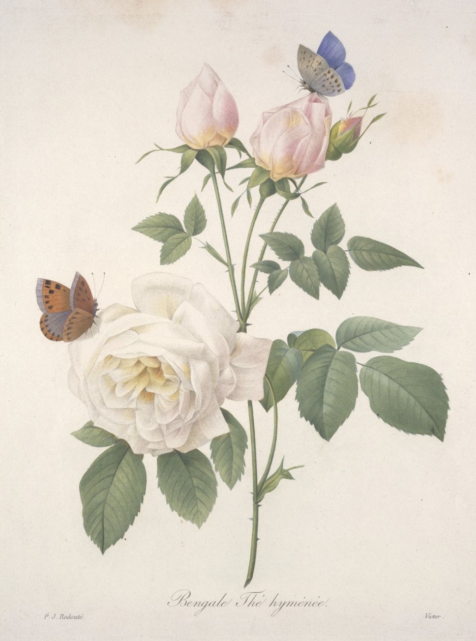 Bengale Thé hyménée, de Choix Des Plus Belle Fleurs et des Plus Beaux Fruits, 1827 de Pierre Joseph Redouté