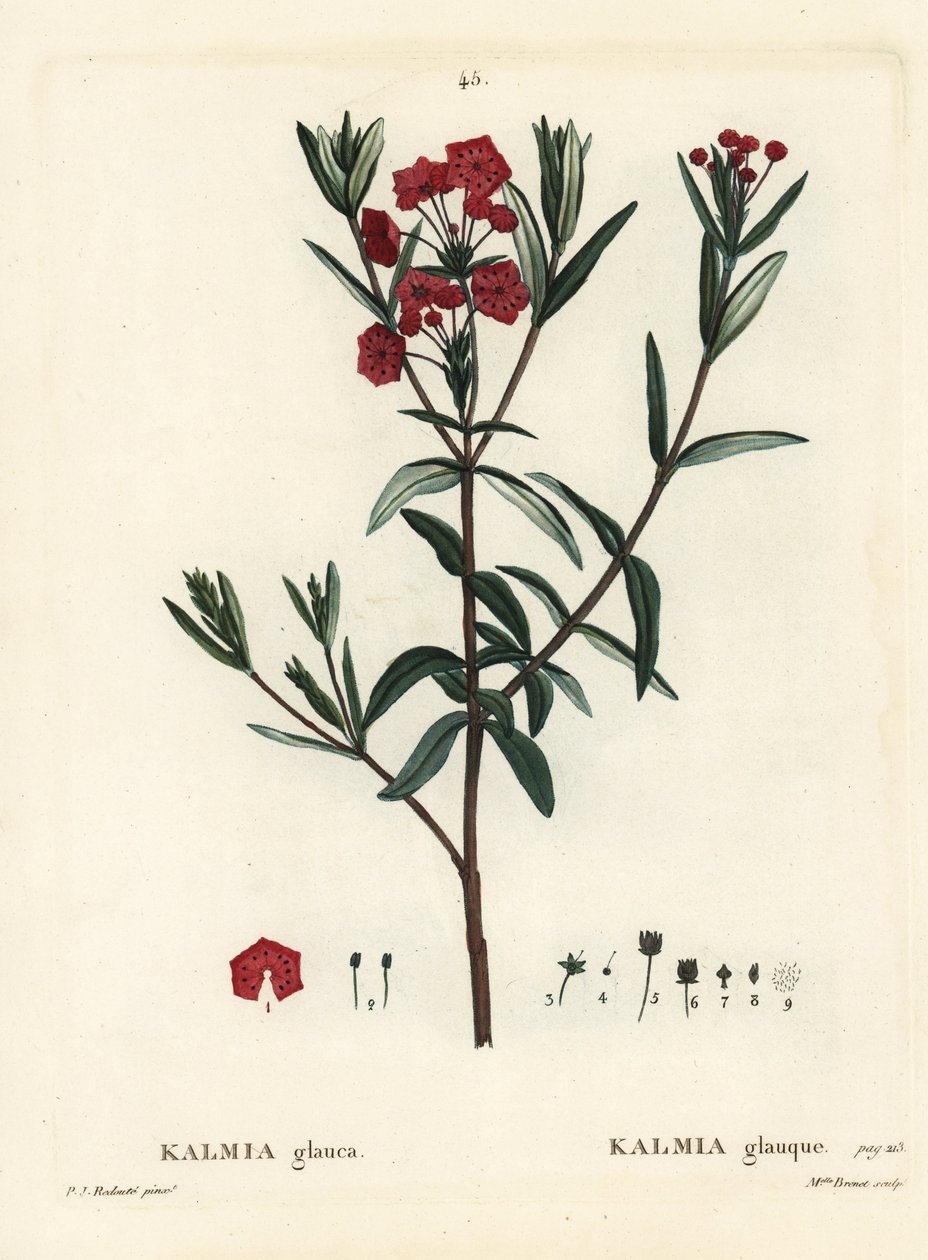 Laurel de pantano, Kalmia polifolia. Grabado a mano coloreado por Miss Brenet después de una ilustración de Pierre-Joseph Redouté del 