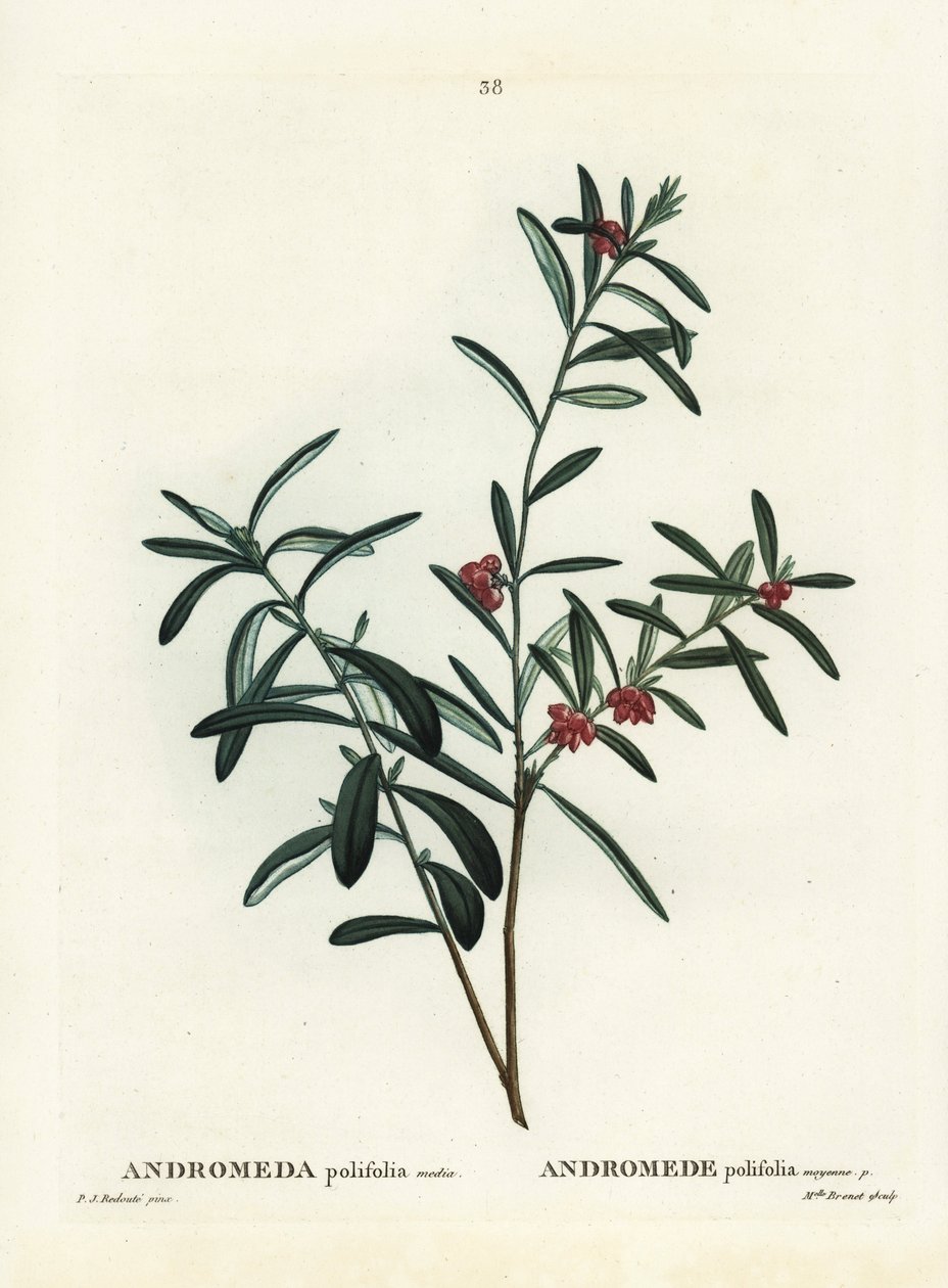 Romero de pantano, Andromeda polifolia. Grabado a mano coloreado después de una ilustración de Pierre-Joseph Redouté del 