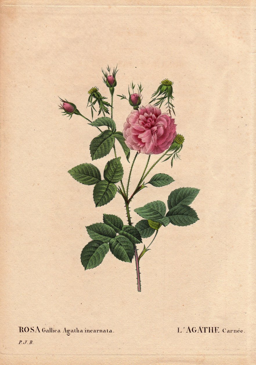 Lámina botánica, flor, variedad de rosa: Agathe carnee (Rosa gallica agatha incarnata). Origen desconocido, especie híbrida de Rosa Gallica Damascena. En Les Roses, Volumen 2 por Pierre Joseph Redoute de Pierre Joseph Redouté
