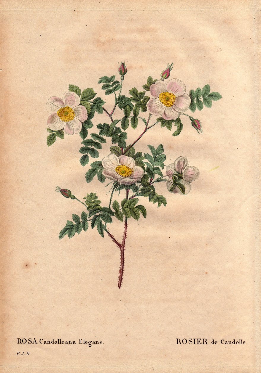 Tabla botánica, flor, variedad de rosa: Rosa blanca de De Candolle o Rosa de Candolle (Rosa candolleana elegans). Rosa silvestre, descubierta en el sur de Europa y nombrada De Candolle en 1819. En “Les Roses”, Volumen 2 de Pierre Joseph Redoute (1759-1840) de Pierre Joseph Redouté