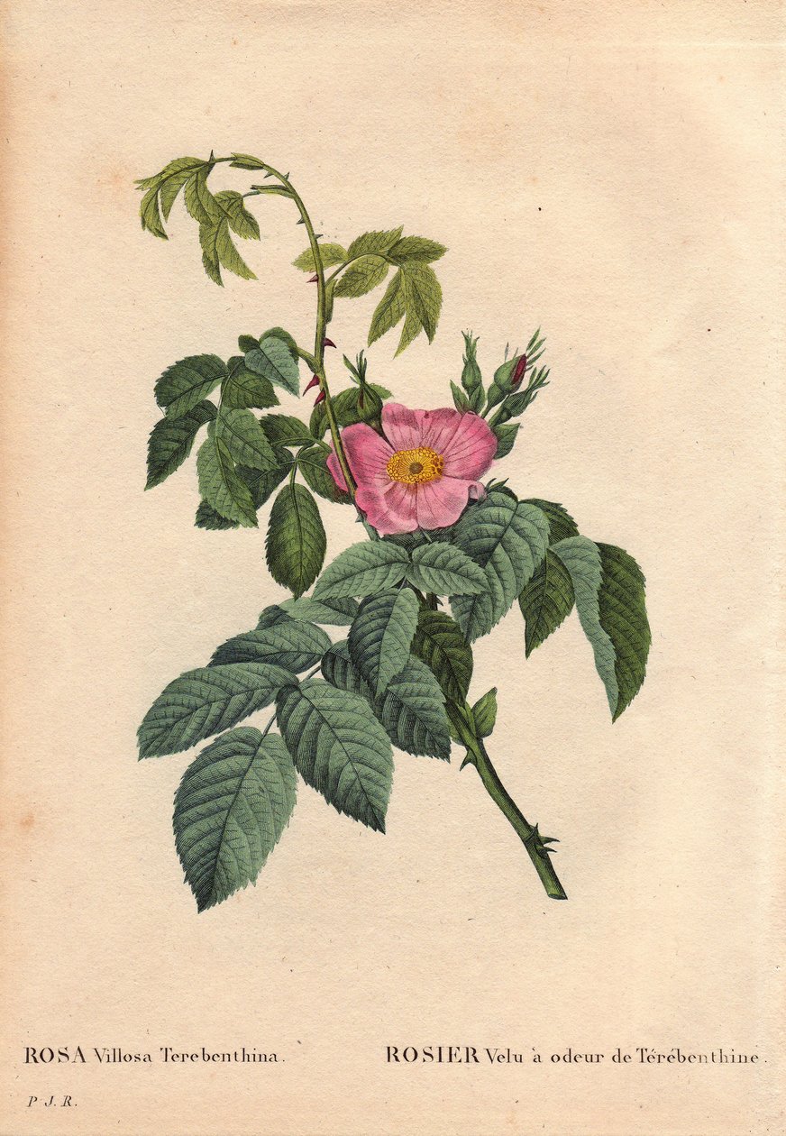 Lámina botánica, flor, variedad de rosa: Rosa peluda con olor a trementina (Rosa Villosa Terebenthina). En Les Roses, Volumen 2 por Pierre Joseph Redoute de Pierre Joseph Redouté
