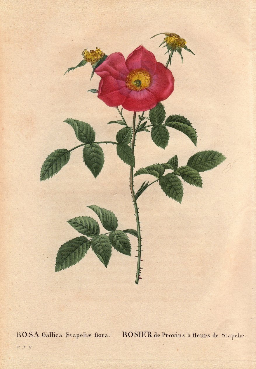 Tabla botánica, flor, variedad de rosa: Rosa de Provin con Stapelia floreciendo (Rosa Gallica Stapeliae flora), probablemente especie extirpada. En “Les Roses”, Volumen 2 de Pierre Joseph Redoute (1759-1840) de Pierre Joseph Redouté