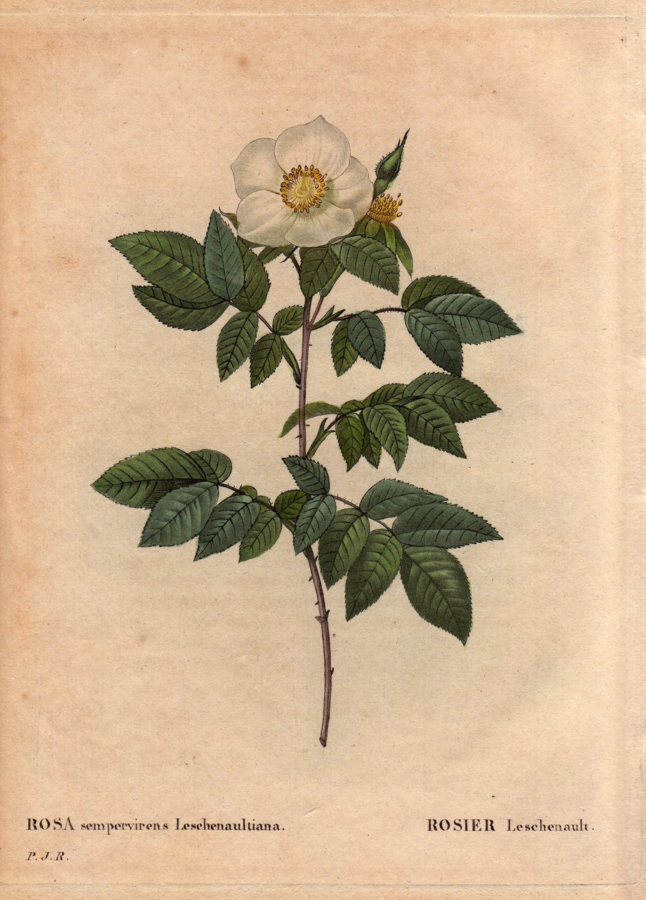 Lámina botánica, flor, variedad de rosa: La rosa Leschenault (Rosa sempervirens Leschenaultiana). Descubierta por Monsieur Leschenault en los Nilgiri (o Nilagiri o Nilgiris) también llamados Montañas Azules de la India. En la región de Tamil Nadu, antes de de Pierre Joseph Redouté
