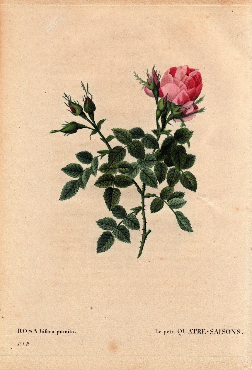 Tabla botánica, flor, variedad de rosa: Las Cuatro Estaciones Pequeñas (Cuatro Estaciones). En latín: Rosa bifera pumila, cultivada por Monsieur Noel, París, Francia, antes de 1824. En “Les Roses”, Volumen 2 de Pierre Joseph Redoute (1759-1840) de Pierre Joseph Redouté