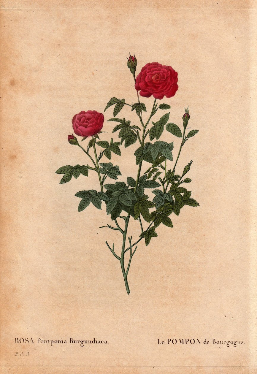 Lámina botánica, flor, variedad de rosa: El Pompon de Borgoña (Rosa Pomponia Burgundiaca). Origen desconocido, variedad existente antes de 1664. En “Les Roses”, Volumen 2 de Pierre Joseph Redouté (1759-1840) de Pierre Joseph Redouté