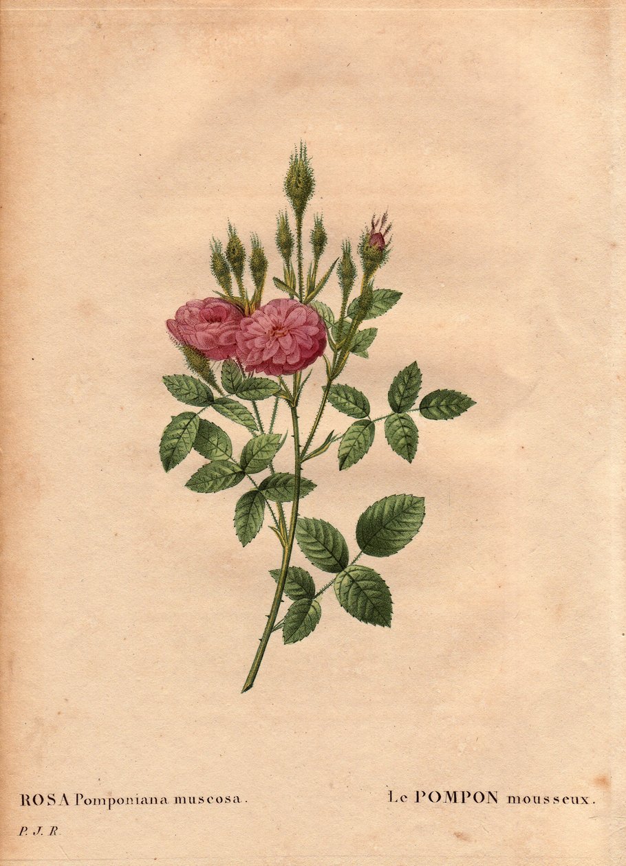 Tabla botánica, flor, variedad de rosa: El pompon brillante tipo “Rosa de Meaux” (Rosa Pomponiana muscosa) descubierto en un jardín en el oeste de Inglaterra alrededor de 1801. En “Les Roses”, Volumen 2 por Pierre Joseph Redoute (1759-1840) de Pierre Joseph Redouté