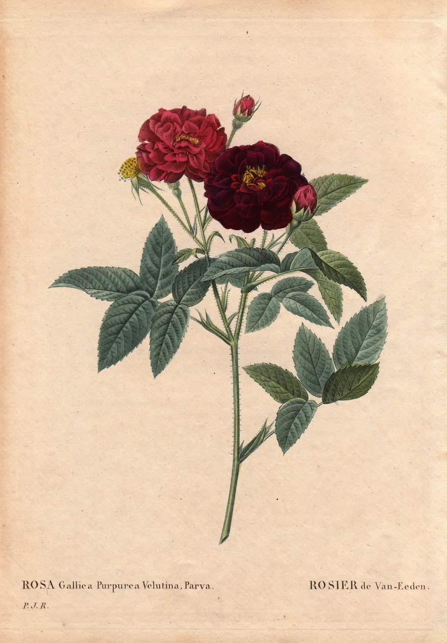 Tabla botánica, flor, variedad de rosa: Rosa de Van Eeden (Rosa Gallica Purpurea Velutina Parva). Cultivada en los Países Bajos por Van Eeden antes de 1810. En “Les Roses”, Volumen 2 de Pierre Joseph Redoute (1759-1840) de Pierre Joseph Redouté