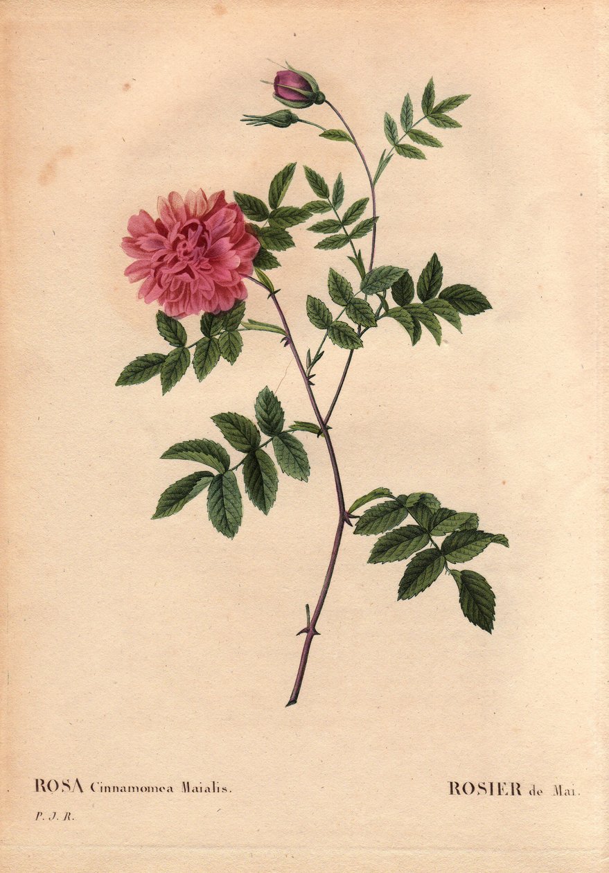 Tabla botánica, flor, variedad de rosa: Rosa de mayo. (Rosa cinnamomea maialis). Flor silvestre que crece en toda Europa. En “Les Roses”, Volumen 2 por Pierre Joseph Redoute (1759-1840) de Pierre Joseph Redouté