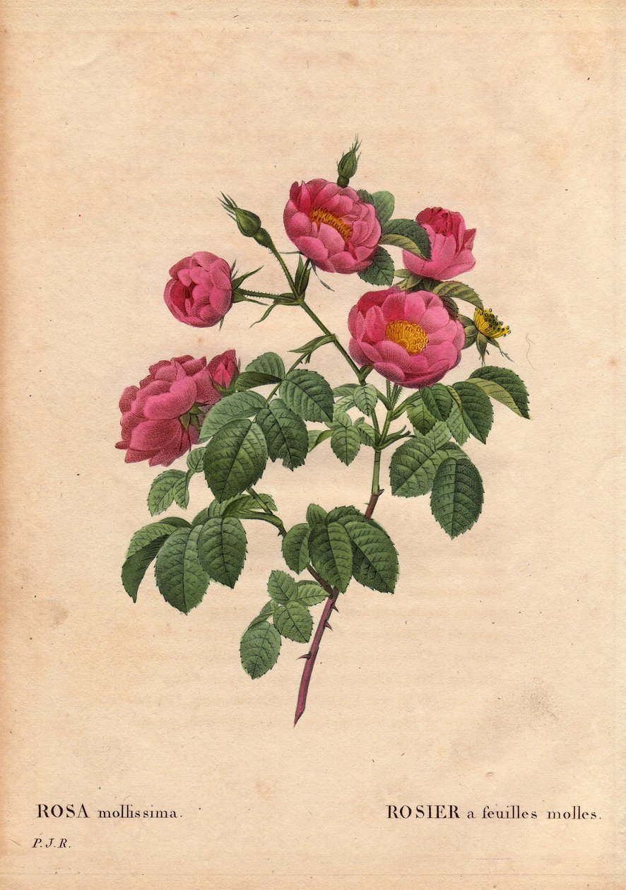 Lámina botánica, flor, variedad de rosa: Rosa con hojas suaves. (Rosa mollissima flora submultiplici). Variedad de rosa mollis, antes de 1821. En “Les Roses,” Volumen 2 de Pierre Joseph Redouté (1759-1840) de Pierre Joseph Redouté