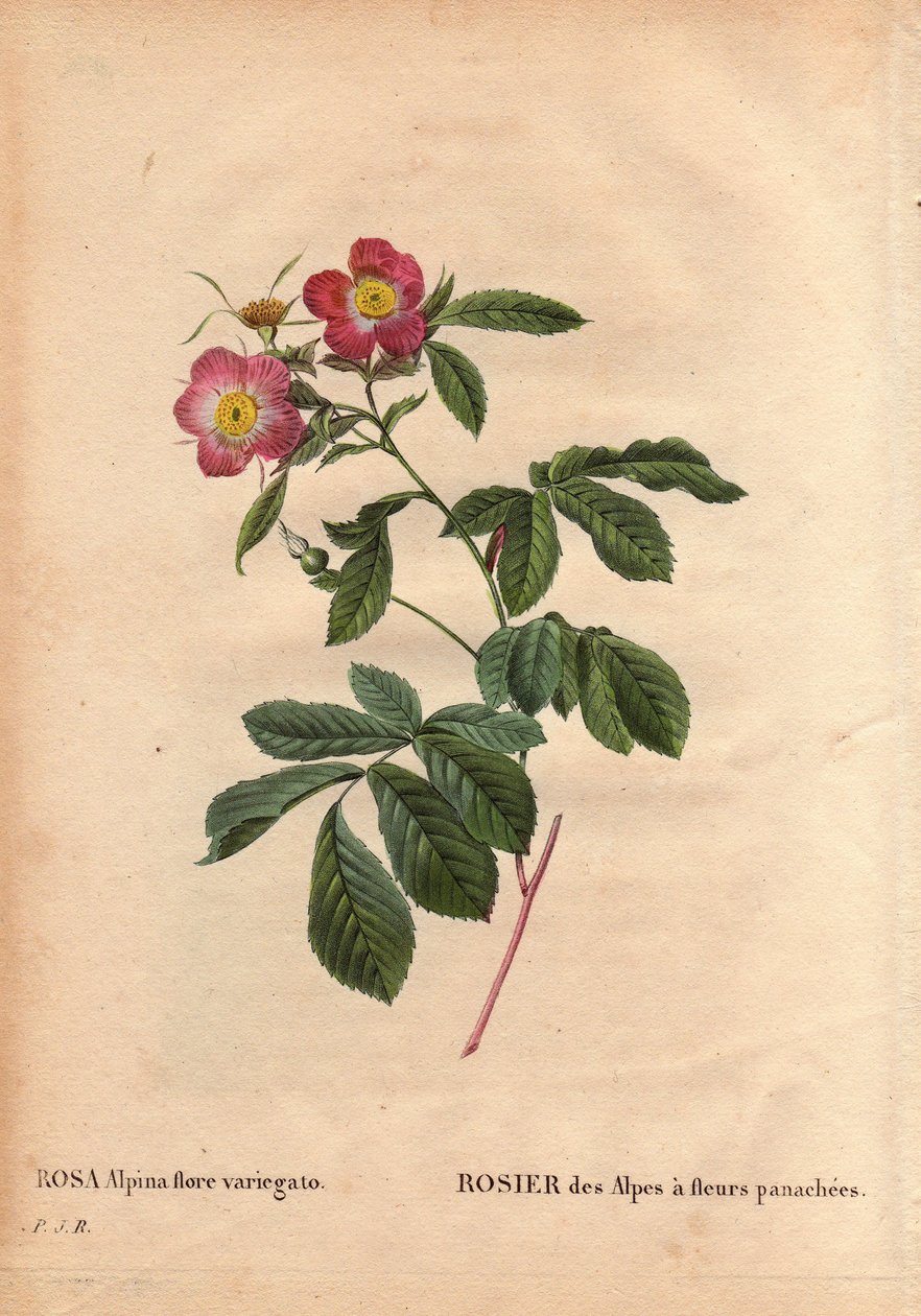Lámina botánica, flor, variedad de rosa: Rosa de los Alpes con flores variegadas (Rosa alpina flora variegato). Introducida en Francia alrededor de 1813 por Poilpre. En Les Roses, Volumen 2 por Pierre Joseph Redoute de Pierre Joseph Redouté