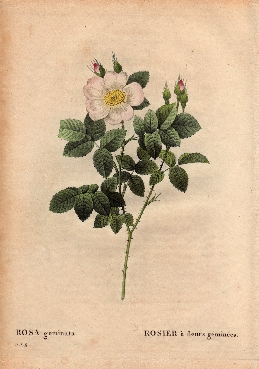 Tablero botánico, flor, variedad de rosa: Rosa con flores de gema. (Rosa geminata). Descubierta por el Profesor Rau, cerca de Wurzburgo, Alemania antes de 1820. En "Les Roses", Volumen 2 por Pierre Joseph Redoute (1759-1840) de Pierre Joseph Redouté