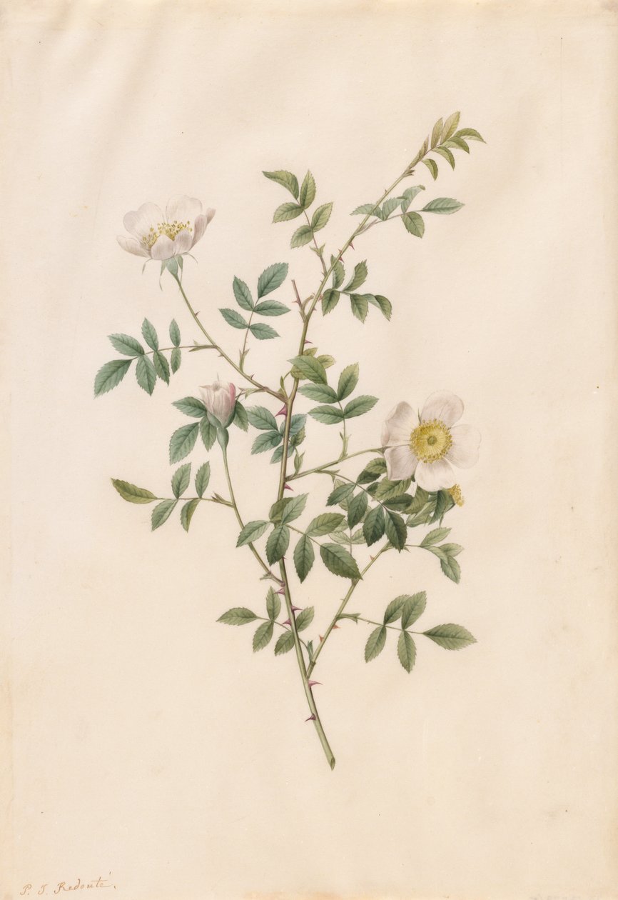 Rosa silvestre o rosa canina (Rosa Sepium Rosea) de Pierre Joseph Redouté
