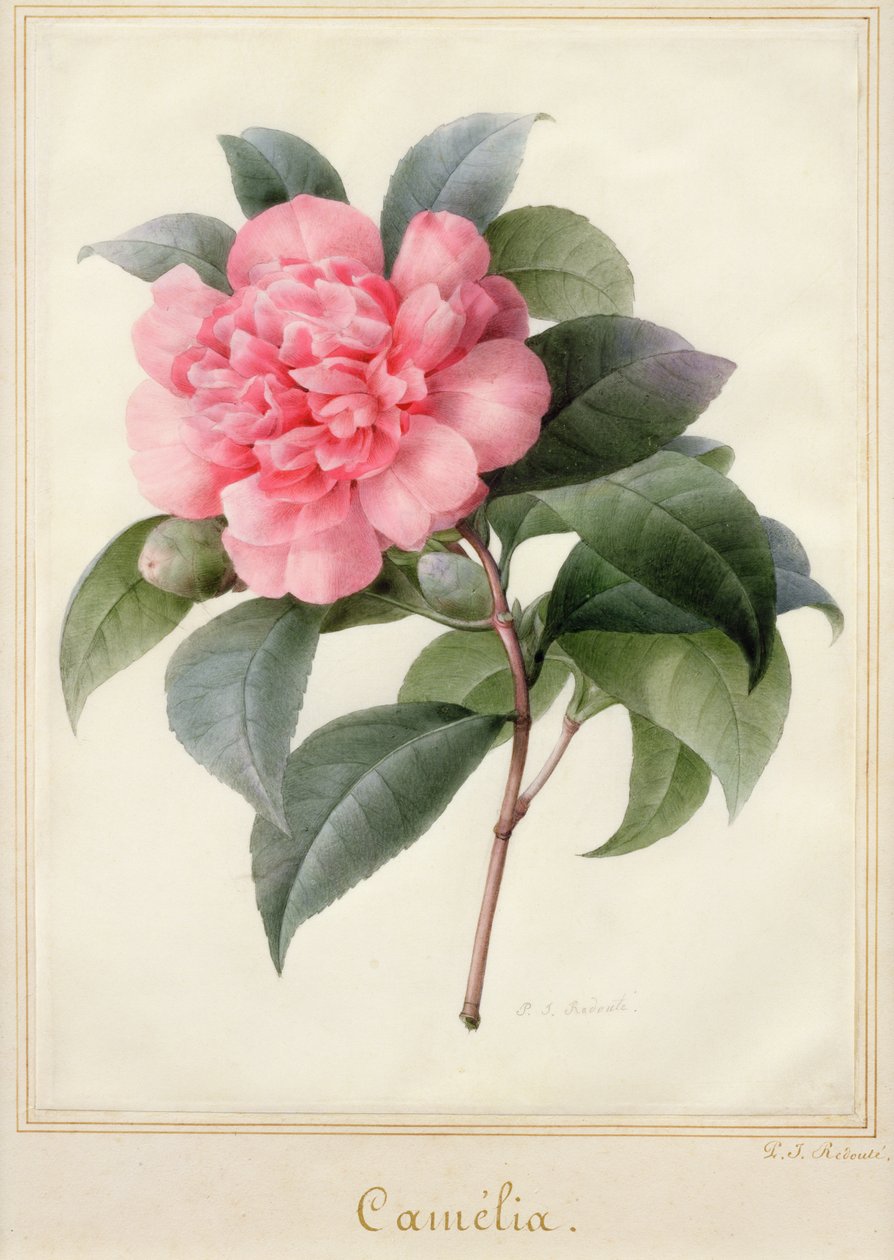 Camelia de Pierre Joseph Redouté