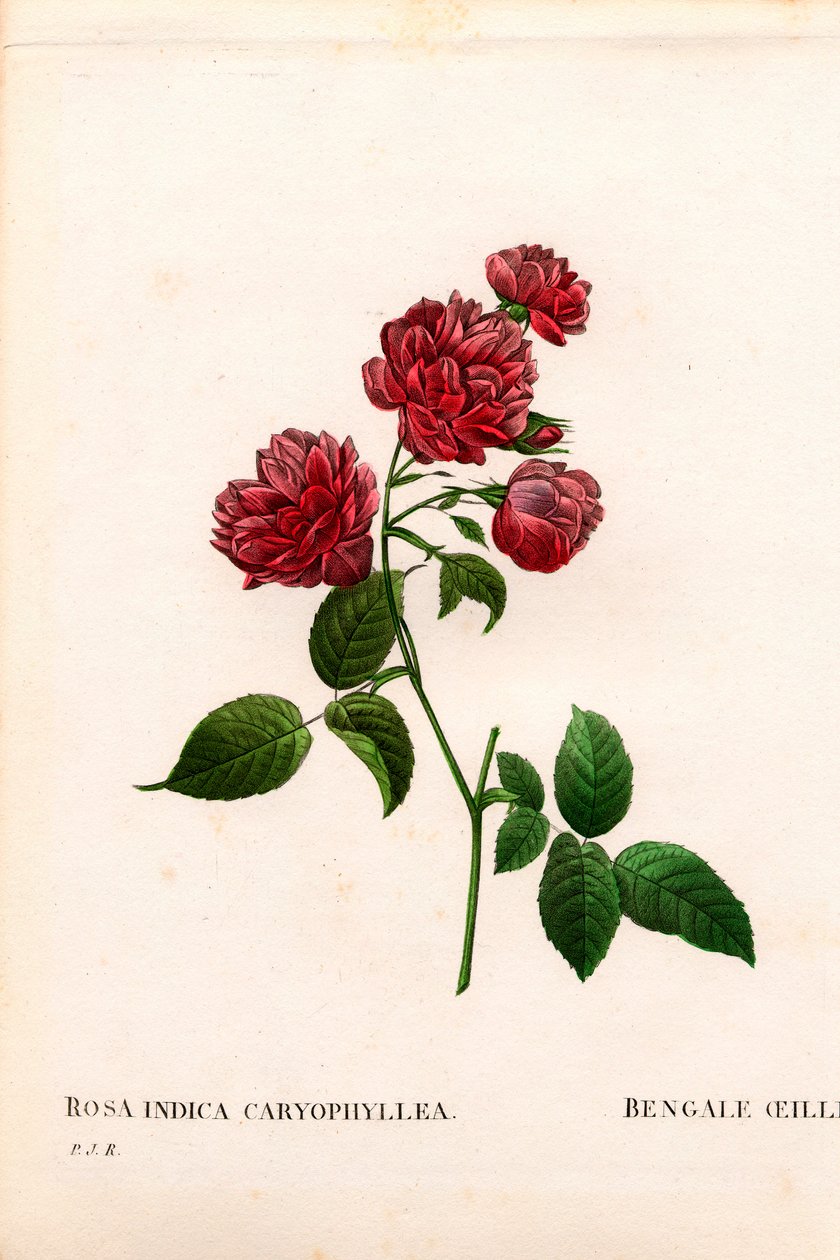 Rosa de China clavel, variedad Rosa chinensis, El clavel de Bengala. Grabado en cobre a mano de puntos de Pierre Joseph Redoute