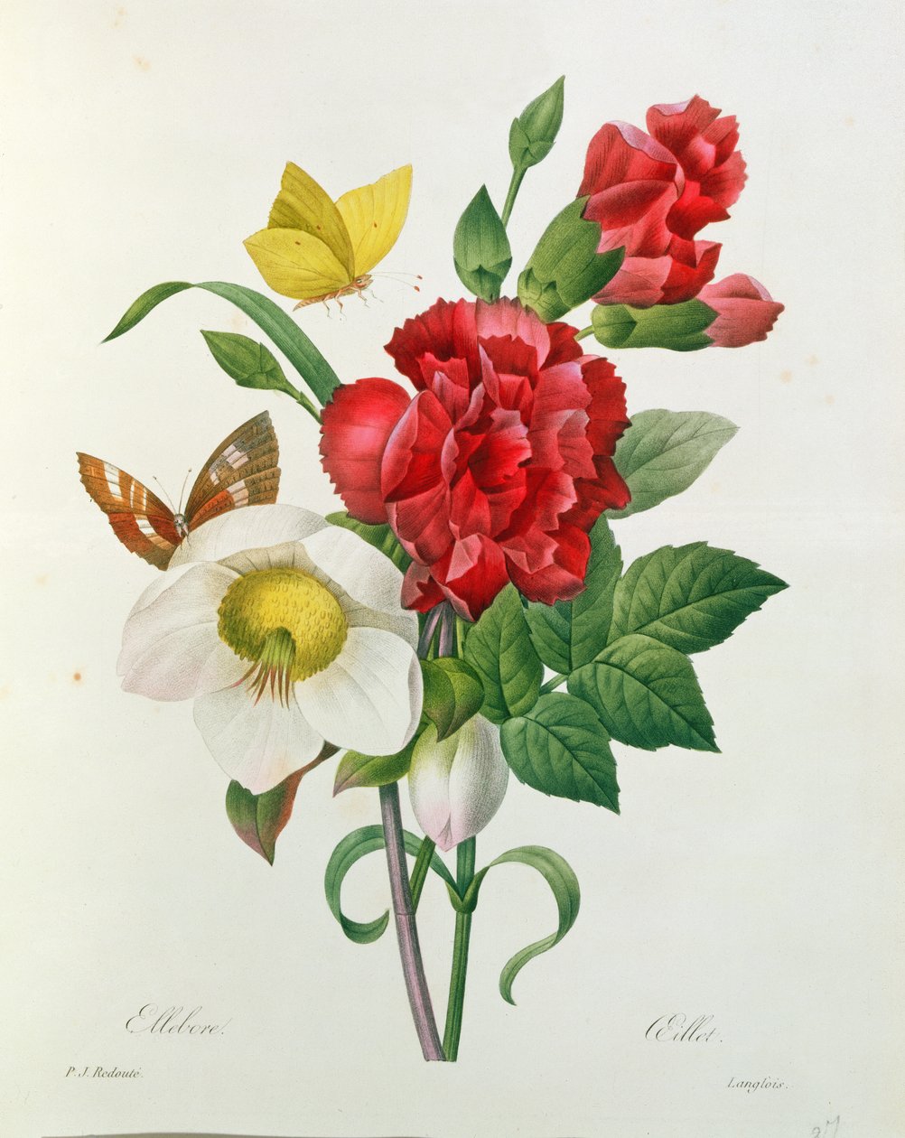 Rosa de Navidad, Helleborus niger y clavel rojo con mariposas, de 