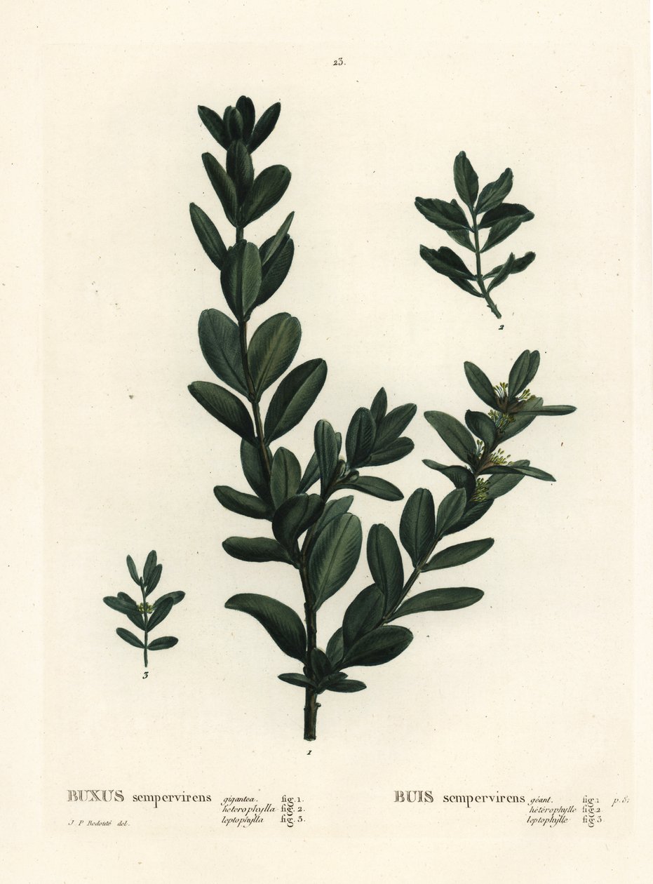 Boj común, boj europeo o boj, Buxus sempervirens. Grabado a mano coloreado después de una ilustración de Pierre-Joseph Redouté del 