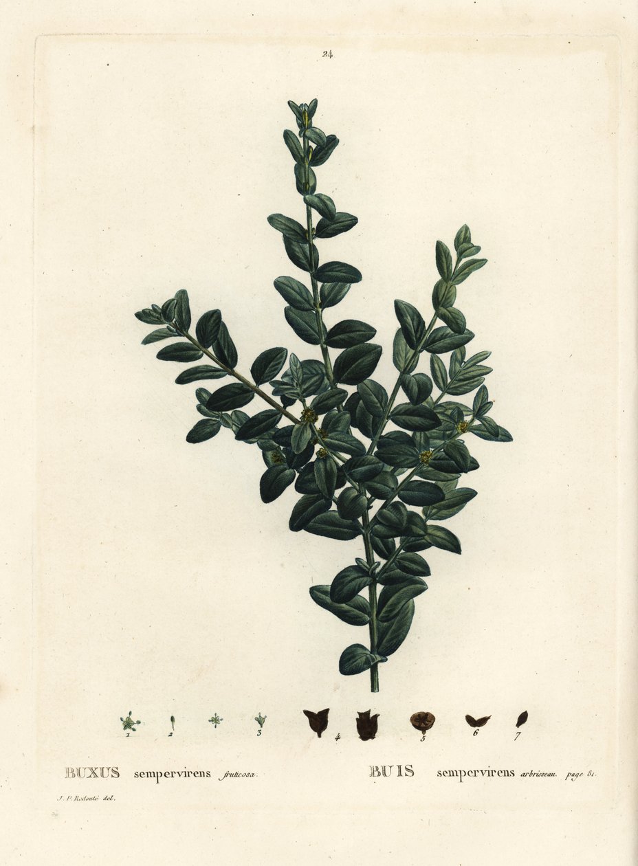 Boj común, boj europeo o boj, Buxus sempervirens fruticosa. Grabado a puntos coloreado a mano después de una ilustración de Pierre-Joseph Redoute del 