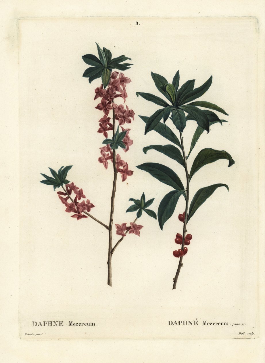 Daphne o mezereon, Daphne mezereum. Grabado a puntos de color a mano por Troll después de una ilustración de Pierre-Joseph Redouté del Tratado de los Árboles y Arbustos de Henri Louis Duhamel du Monceau, París de Pierre Joseph Redouté