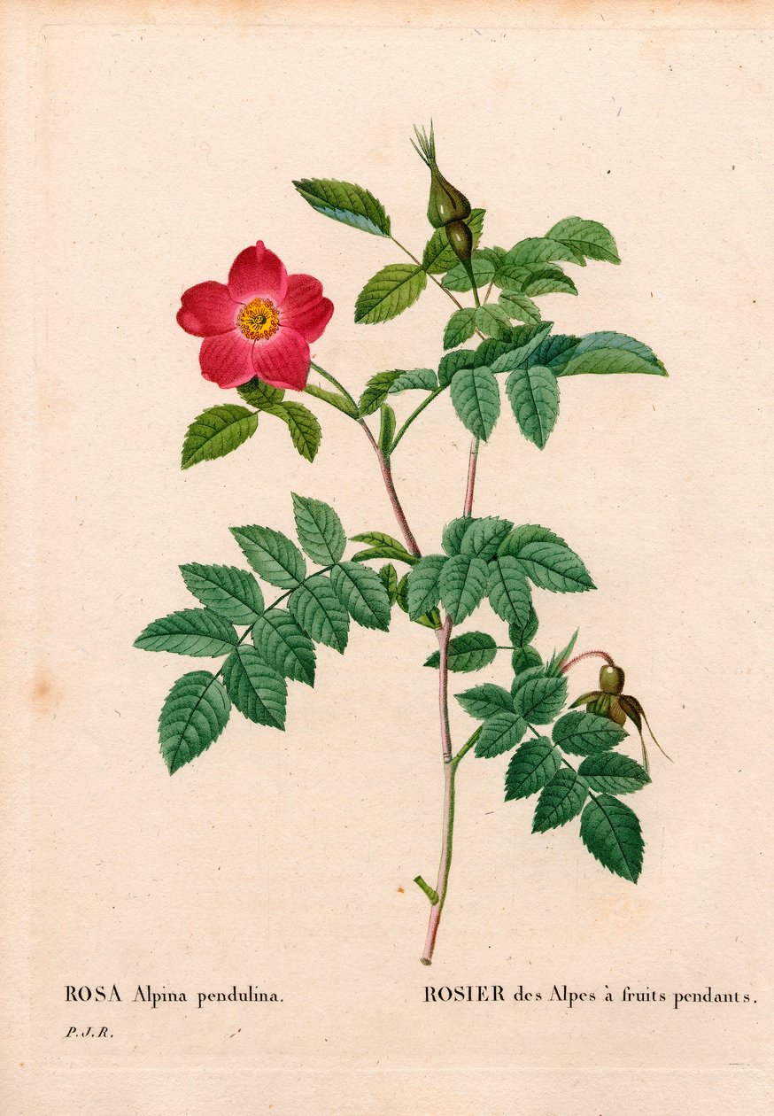 Rosa alpina frutal, Rosa pendulina. Grabado en cobre a mano de Pierre Joseph Redoute